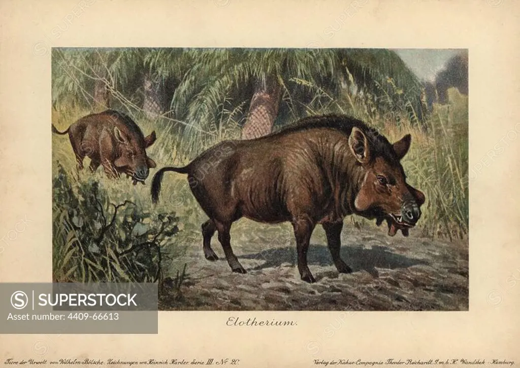 Elotherium or Entelodon, an extinct genus of Entelodontidae that lived from the early Eocene through Oligocene epoch. Colour printed (chromolithograph) illustration by Heinrich Harder from "Tiere der Urwelt" Animals of the Prehistoric World, 1916, Hamburg. Heinrich Harder (1858-1935) was a German landscape artist and book illustrator. From a series of prehistoric creature cards published by the Reichardt Cocoa company. Natural historian Wilhelm Bolsche wrote the descriptive text.