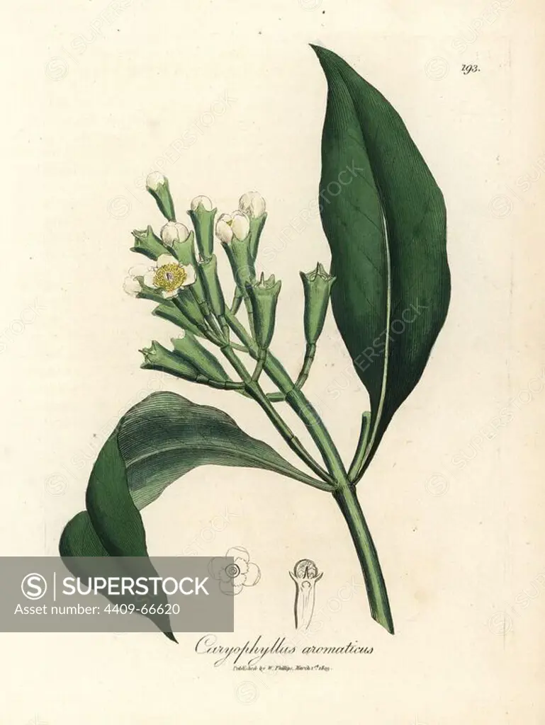 White flowered clove spice tree, Caryophyllus aromaticus. Handcolored copperplate engraving from a botanical illustration by James Sowerby from William Woodville and Sir William Jackson Hooker's "Medical Botany" 1832. The tireless Sowerby (1757-1822) drew over 2,500 plants for Smith's mammoth "English Botany" (1790-1814) and 440 mushrooms for "Coloured Figures of English Fungi " (1797) among many other works.