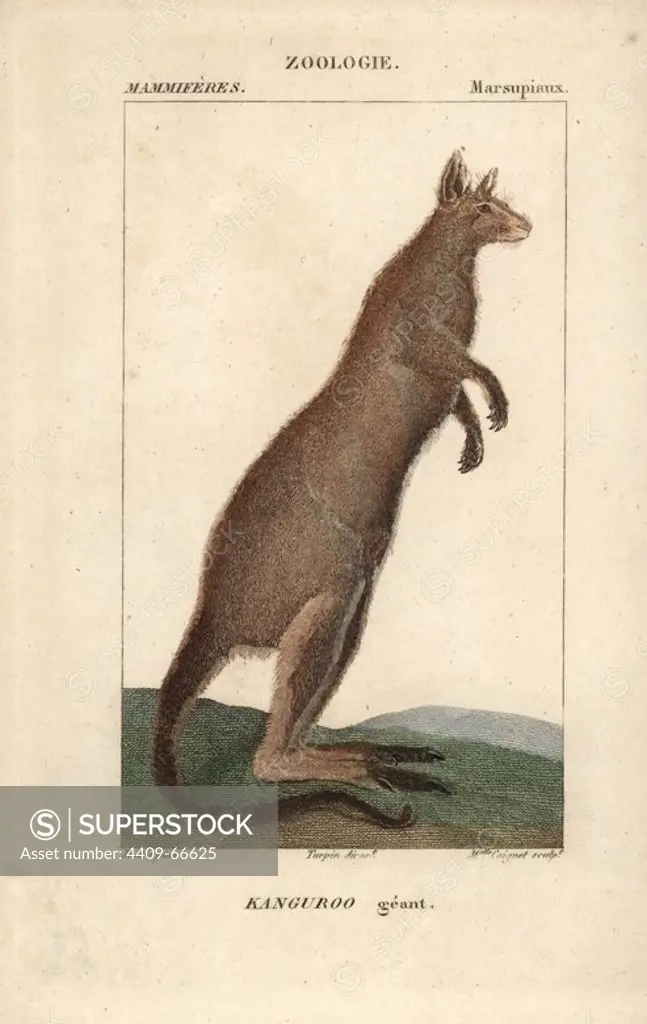 Eastern grey kangaroo, Macropus giganteus. Handcoloured copperplate stipple engraving from Frederic Cuvier's "Dictionary of Natural Science: Mammals," Paris, France, 1816. Illustration by J. G. Pretre, engraved by Miss Coignet, directed by Pierre Jean-Francois Turpin, and published by F.G. Levrault. Jean Gabriel Pretre (1780~1845) was painter of natural history at Empress Josephine's zoo and later became artist to the Museum of Natural History. Turpin (1775-1840) is considered one of the greatest French botanical illustrators of the 19th century.