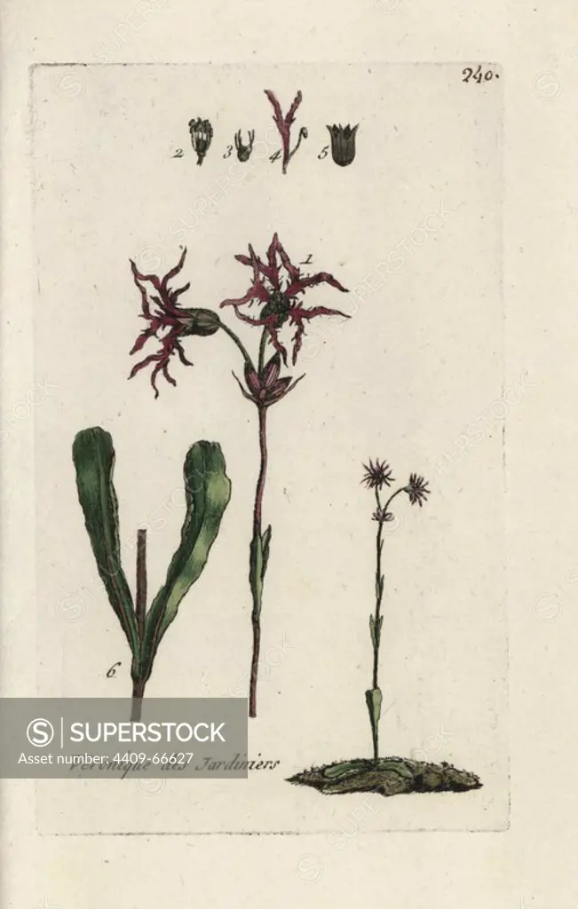 Ragged robin, Lychnis flos-cuculi. Handcoloured botanical drawn and engraved by Pierre Bulliard from his own "Flora Parisiensis," 1776, Paris, P. F. Didot. Pierre Bulliard (1752-1793) was a famous French botanist who pioneered the three-colour-plate printing technique. His introduction to the flowers of Paris included 640 plants.