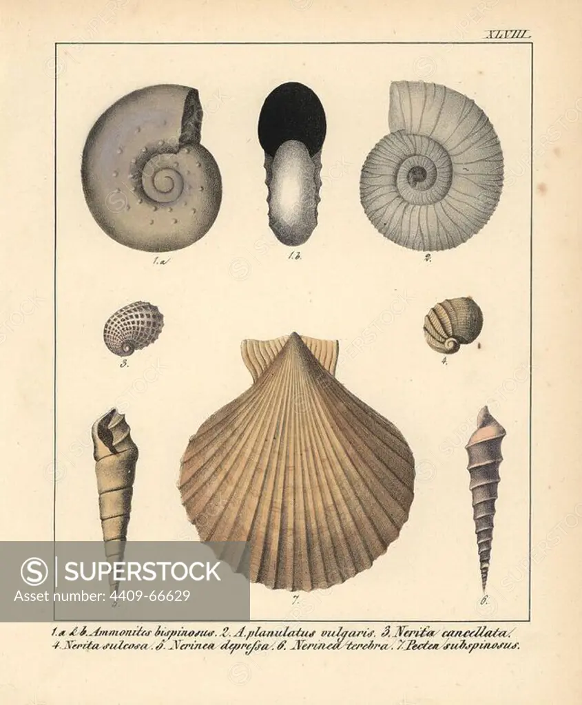 Ammonites bispinosus, A. planulatus vulgaris, Nerita cancellata, N. sulcosa, Nerinea depressa, Nerinea terebra and Pecten subspinosus. Handcoloured lithograph by an unknown artist from Dr. F.A. Schmidt's "Petrefactenbuch," published in Stuttgart, Germany, 1855 by Verlag von Krais & Hoffmann. Dr. Schmidt's "Book of Petrification" introduced fossils and palaeontology to both the specialist and general reader.