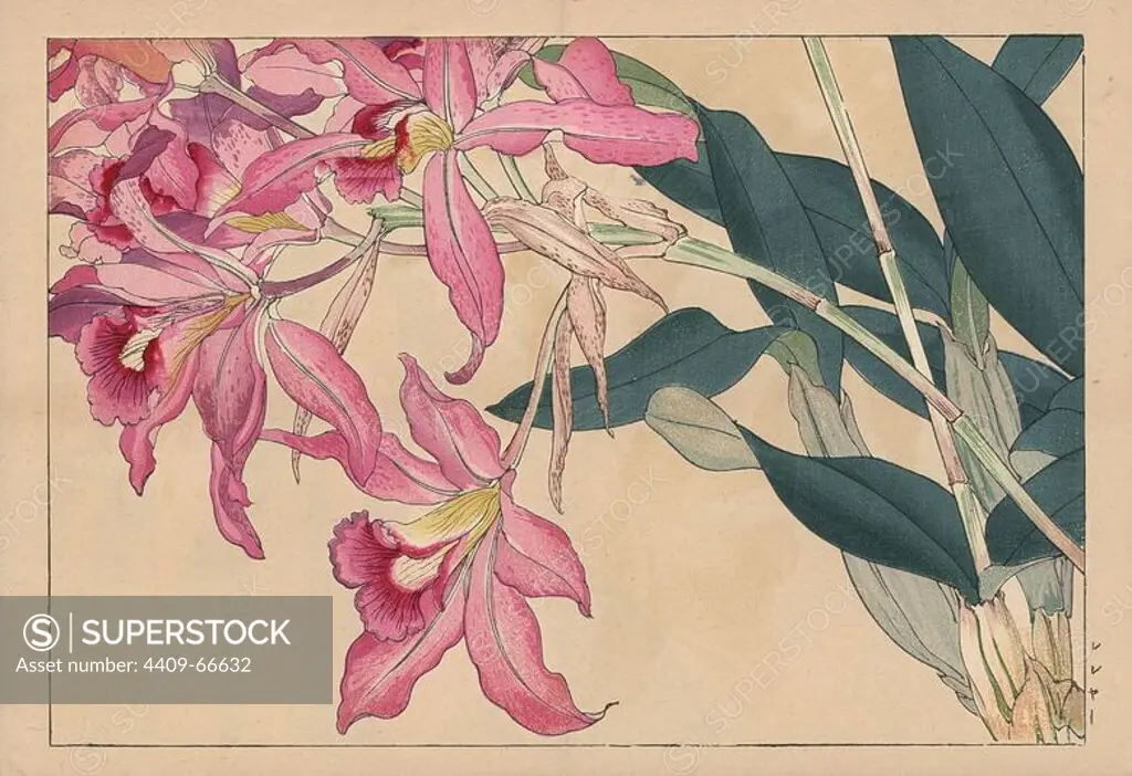 Laelia speciosa, Mayflower orchid. Handcoloured woodblock print from Konan Tanigami's "Seiyou Sokazufu" (Pictorial Album of Western Plants and Flowers: Autumn Winter), Unsodo, Kyoto, 1917. Tanigami (1879-1928) depicted 125 varieties of garden plants through the four seasons.