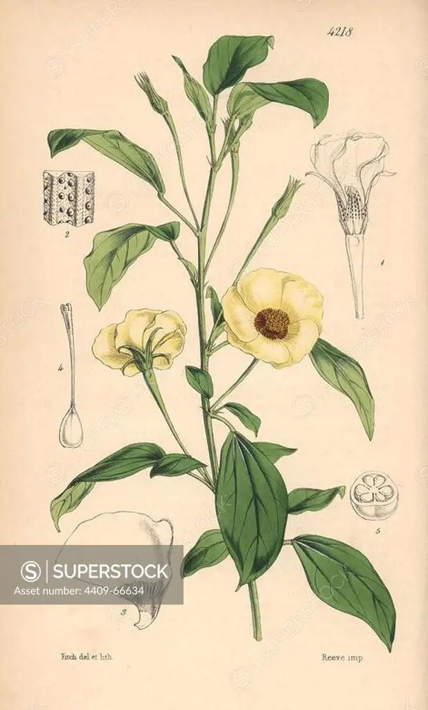 Various leaved fugosia, Fugosia heterophylla. Hand-coloured botanical illustration drawn and lithographed by Walter Hood Fitch for Sir William Jackson Hooker's "Curtis's Botanical Magazine," London, Reeve Brothers, 1846. Fitch (1817~1892) was a tireless Scottish artist who drew over 2,700 lithographs for the "Botanical Magazine" starting from 1834.