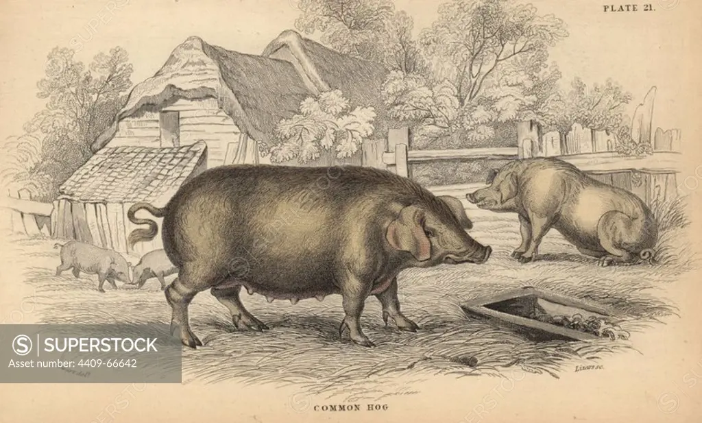 Common hog, Sus domestica, in pigsty. Handcoloured engraving on steel by William Lizars from a drawing by James Stewart from Sir William Jardine's "Naturalist's Library: Mammalia, Pachydermes or Thick-Skinned Quadrupeds" published by W. H. Lizars, Edinburgh, 1836.