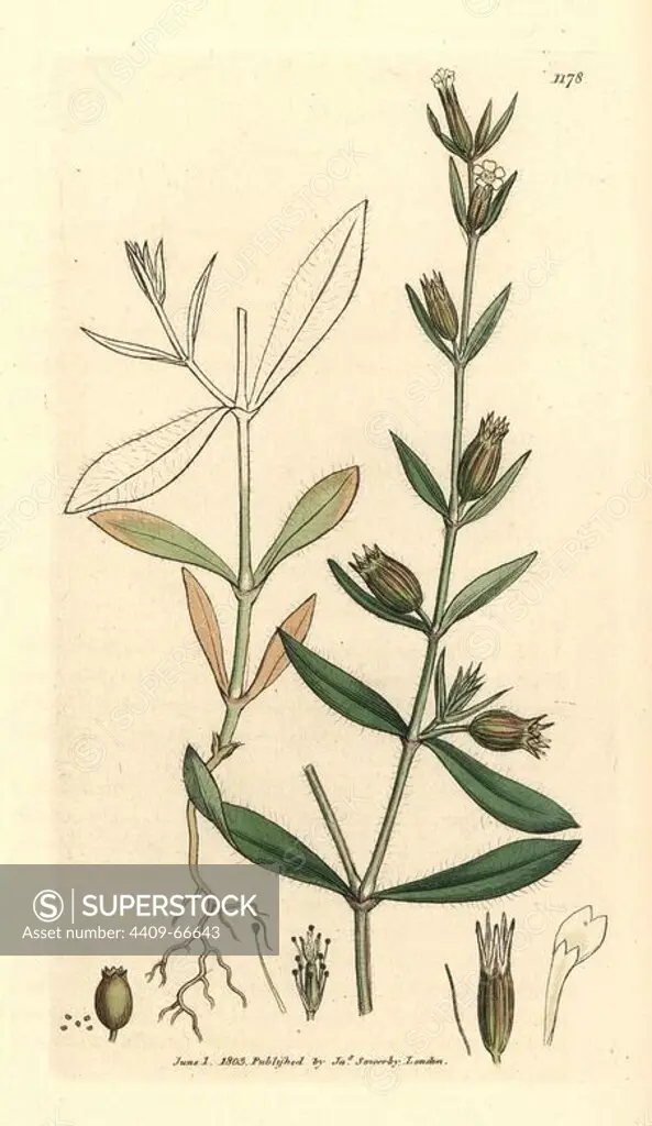 English catchfly, Silene anglica. Handcoloured copperplate engraving from a drawing by James Sowerby for Smith's "English Botany," London, 1803. Sowerby was a tireless illustrator of natural history books and illustrated books on botany, mycology, conchology and geology.
