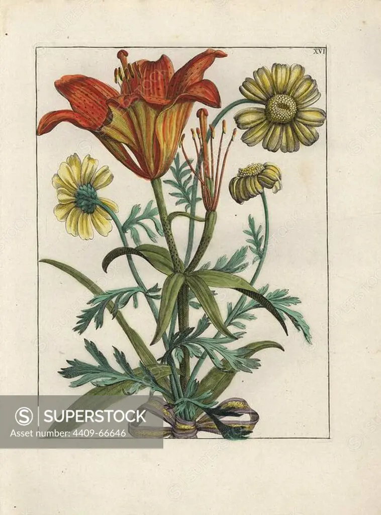 Superb lily, Lilium superbum and German chamomile, Matricaria chamomilla, tied with a ribbon. Handcoloured copperplate botanical engraving from "Nederlandsch Bloemwerk" (Dutch Flower Arrangements), Amsterdam, J.B. Elwe, 1794. The artist of this fine plate is a mystery: the title bouquet has the signature of Paul Theodor van Brussel (1754-1795), the Dutch flower painter, and one auricula is "drawn from life" by A. Bres. According to Hunt, 30 plates show the influence of the famous French artist Nicolas Robert (1614-1685).