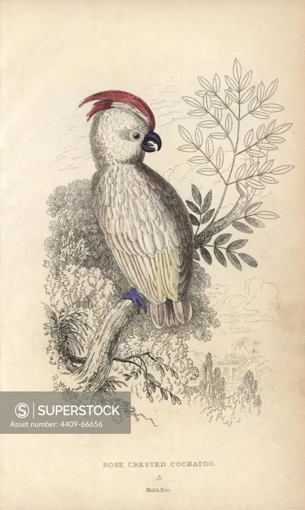 Salmon-crested cockatoo, Cacatua moluccensis. Vulnerable.. Rose-crested cockatoo, Psittacus moluccensis. Hand-coloured steel engraving by Joseph Kidd, (after John Audubon) from Sir Thomas Dick Lauder and Captain Thomas Brown's "Miscellany of Natural History: Parrots," Edinburgh, 1833. The Miscellany was intended to be a multi-volume series, but was brought to an abrupt halt after only the second volume on cats when John Audubon complained about the unauthorized use of his illustrations.