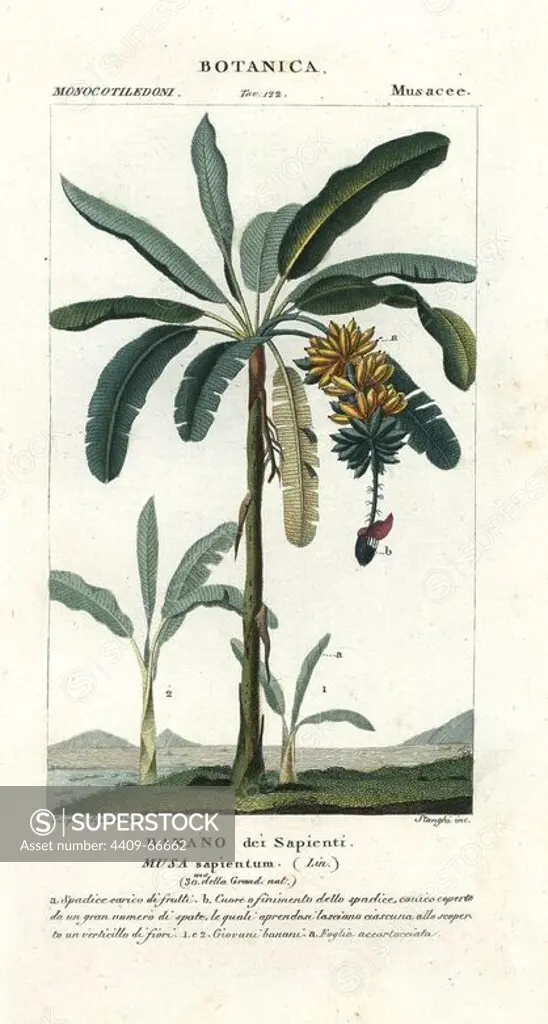 Apple banana, Musa acuminata × balbisiana. Handcoloured copperplate stipple engraving from Antoine Jussieu's "Dictionary of Natural Science," Florence, Italy, 1837. Illustration by Turpin, engraved by Stanghi, directed by Pierre Jean-Francois Turpin, and published by Batelli e Figli. Turpin (1775-1840) is considered one of the greatest French botanical illustrators of the 19th century.