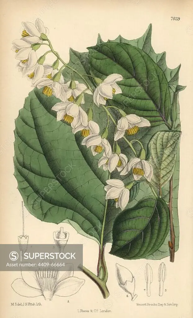 Styrax obassia, native of Japan and Korea. Hand-coloured botanical illustration drawn by Matilda Smith and lithographed by J.N. Fitch from Joseph Dalton Hooker's "Curtis's Botanical Magazine," 1889, L. Reeve & Co. A second-cousin and pupil of Sir Joseph Dalton Hooker, Matilda Smith (1854-1926) was the main artist for the Botanical Magazine from 1887 until 1920 and contributed 2,300 illustrations.