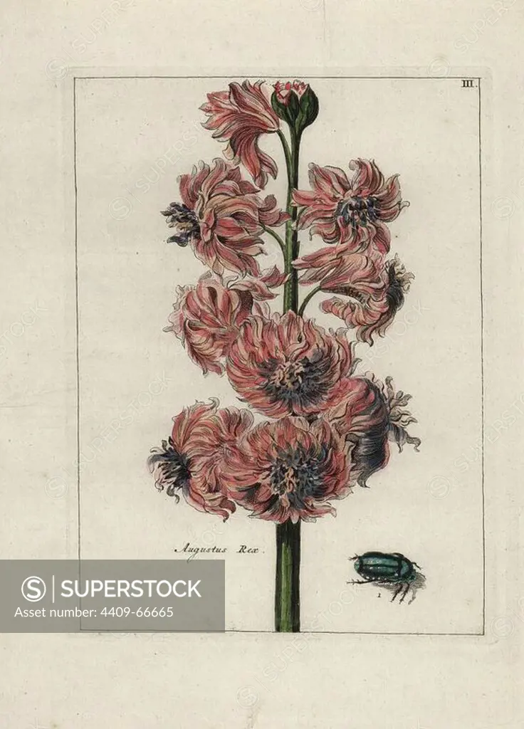 Augustus Rex hyacinth, Hyacinthus orientalis, with beetle. Handcoloured copperplate botanical engraving from "Nederlandsch Bloemwerk" (Dutch Flower Arrangements), Amsterdam, J.B. Elwe, 1794. The artist of the fine plates is a mystery: the title bouquet has the signature of Paul Theodor van Brussel (1754-1795), the Dutch flower painter, and one auricula is "drawn from life" by A. Bres. According to Hunt, 30 plates show the influence of the famous French artist Nicolas Robert (1614-1685).