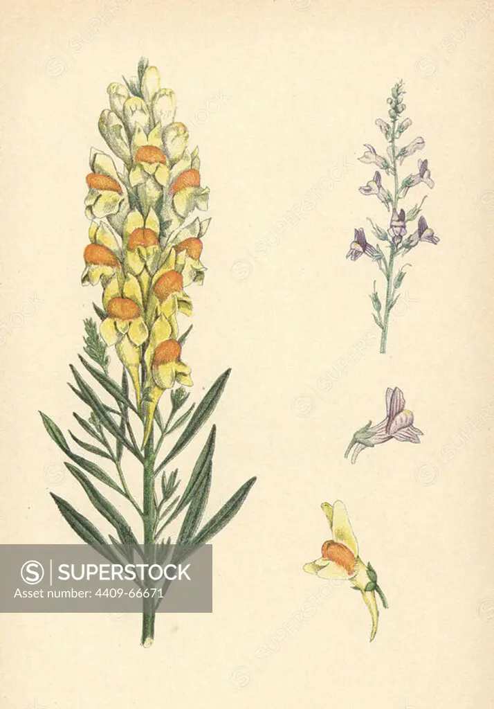 Common toadflax, Linaria vulgaris, and pale toadflax, Linaria striata. Chromolithograph from Carl Lindman's "Bilder ur Nordens Flora" (Pictures of Northern Flora), Stockholm, Wahlström & Widstrand, 1905. Lindman (1856-1928) was Professor of Botany at the Swedish Museum of Natural History (Naturhistoriska Riksmuseet). The chromolithographs were based on Johan Wilhelm Palmstruch's "Svensk botanik" (1802-1843).
