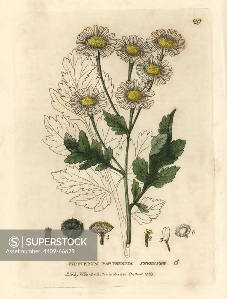 Feverfew, Pyrethrum parthenium. Handcoloured copperplate engraving from a drawing by Isaac Russell from William Baxter's "British Phaenogamous Botany" 1834. Scotsman William Baxter (1788-1871) was the curator of the Oxford Botanic Garden from 1813 to 1854.