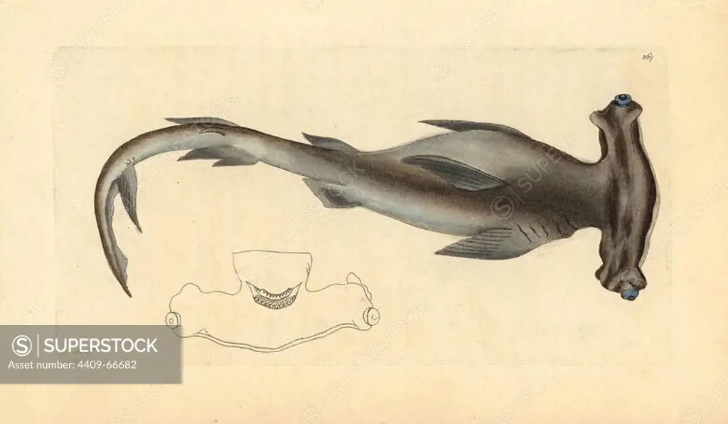 Smooth hammerhead shark, Sphyrna zygaena. Illustration signed RN (Richard Nodder). Handcolored copperplate engraving from George Shaw and Frederick Nodder's "The Naturalist's Miscellany" 1796.. Frederick Polydore Nodder (1751~1801) was a gifted natural history artist and engraver. Nodder honed his draftsmanship working on Captain Cook and Joseph Banks' Florilegium and engraving Sydney Parkinson's sketches of Australian plants. He was made "botanic painter to her majesty" Queen Charlotte in 1785. Nodder also drew the botanical studies in Thomas Martyn's Flora Rustica (1792) and 38 Plates (1799). Most of the 1,064 illustrations of animals, birds, insects, crustaceans, fishes, marine life and microscopic creatures for the Naturalist's Miscellany were drawn, engraved and published by Frederick Nodder's family. Frederick himself drew and engraved many of the copperplates until his death. His wife Elizabeth is credited as publisher on the volumes after 1801. Their son Richard Polydore (1774