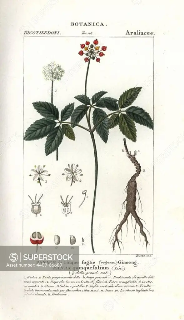 American ginseng, Panax quinquefolius. Handcoloured copperplate stipple engraving from Antoine Jussieu's "Dictionary of Natural Science," Florence, Italy, 1837. Illustration by Turpin, engraved by Bozza, directed by Pierre Jean-Francois Turpin, and published by Batelli e Figli. Turpin (1775-1840) is considered one of the greatest French botanical illustrators of the 19th century.