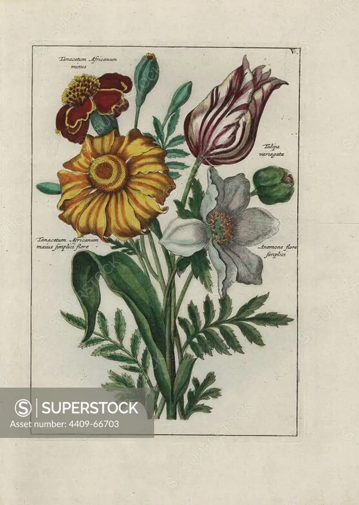 Bouquet of feverfew (Tanacetum species), tulip (Tulipa variegata) and anemone (Anemone flore simplici). Handcoloured copperplate botanical engraving from "Nederlandsch Bloemwerk" (Dutch Flower Arrangements), Amsterdam, J.B. Elwe, 1794. Illustration copied from a work by one of the outstanding French flower painters of the 17th century, Nicolas Robert (1614-1685), entitled "Variae ac multiformes florum species.. Diverses fleurs," Paris, 1660.