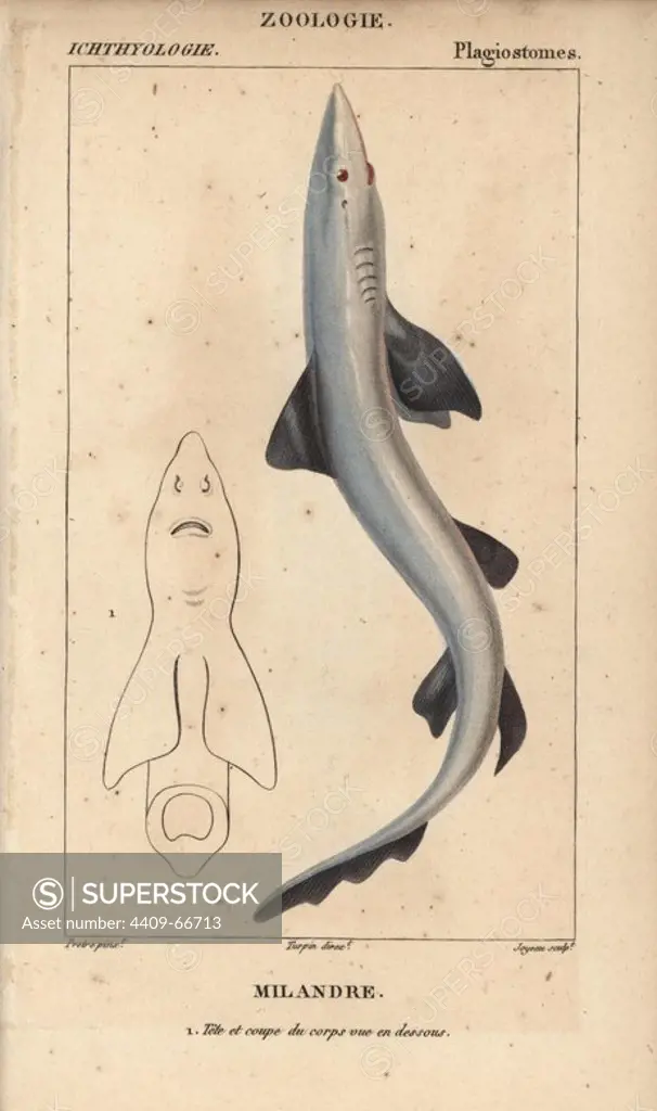 Soupfin or school shark, Galeorhinus galeus, Milandre. Handcoloured copperplate stipple engraving from Jussieu's "Dictionnaire des Sciences Naturelles" 1816-1830. The volumes on fish and reptiles were edited by Hippolyte Cloquet, natural historian and doctor of medicine. Illustration by J.G. Pretre, engraved by Joyau, directed by Turpin, and published by F. G. Levrault. Jean Gabriel Pretre (1780~1845) was painter of natural history at Empress Josephine's zoo and later became artist to the Museum of Natural History.