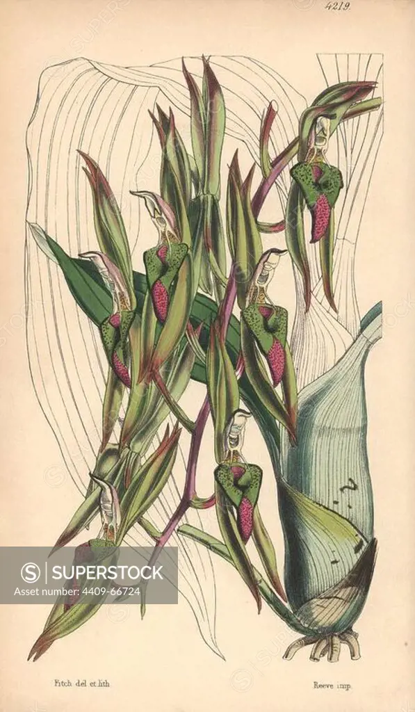 Tumour-lipped or callous catasetum, Catasetum callosum. Hand-coloured botanical illustration drawn and lithographed by Walter Hood Fitch for Sir William Jackson Hooker's "Curtis's Botanical Magazine," London, Reeve Brothers, 1846. Fitch (1817~1892) was a tireless Scottish artist who drew over 2,700 lithographs for the "Botanical Magazine" starting from 1834.