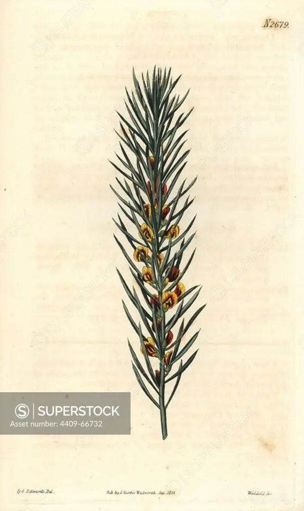 Needle-leaved daviesia. Daviesia acicularis. Illustration by Sydenham Edwards, engraved by Weddell. Handcolored copperplate engraving from Samuel Curtis's "The Curtis Botanical Magazine" 1826.. Samuel Curtis, cousin and son-in-law to William Curtis, took over the Botanical Magazine in 1826. Samuel re-named it "The Curtis Botanical Magazine" and enlisted the help of William Jackson Hooker, Professor of Botany at Glasgow University. Samuel Curtis' daughters (Miss C and C.M) drew the illustrations for the magazine.