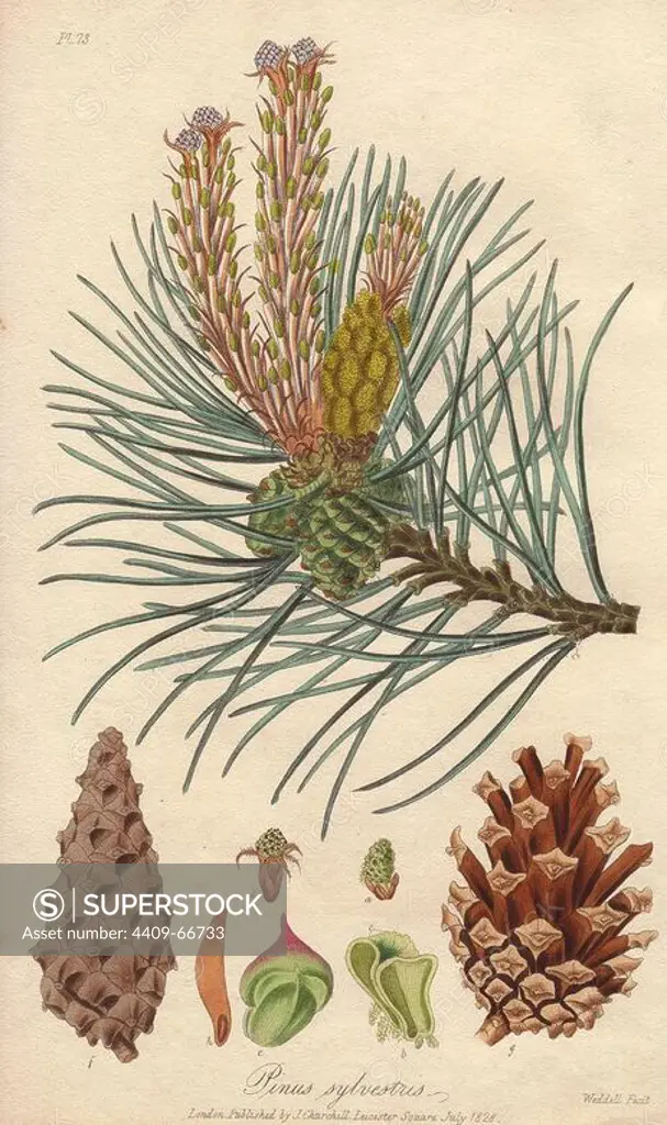Scots pine, Pinus sylvestris. Handcoloured botanical illustration drawn and engraved on steel by Weddell from John Stephenson and James Morss Churchill's "Medical Botany: or Illustrations and descriptions of the medicinal plants of the London, Edinburgh, and Dublin pharmacopias," John Churchill, London, 1831.