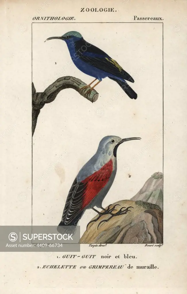 Red-legged honeycreeper, Cyanerpes cyaneus, and wallcreeper, Tichodroma muraria. Handcoloured copperplate stipple engraving from Dumont de Sainte-Croix's "Dictionary of Natural Science: Ornithology," Paris, France, 1816-1830. Illustration by J. G. Pretre, engraved by Boure, directed by Pierre Jean-Francois Turpin, and published by F.G. Levrault. Jean Gabriel Pretre (1780~1845) was painter of natural history at Empress Josephine's zoo and later became artist to the Museum of Natural History. Turpin (1775-1840) is considered one of the greatest French botanical illustrators of the 19th century.