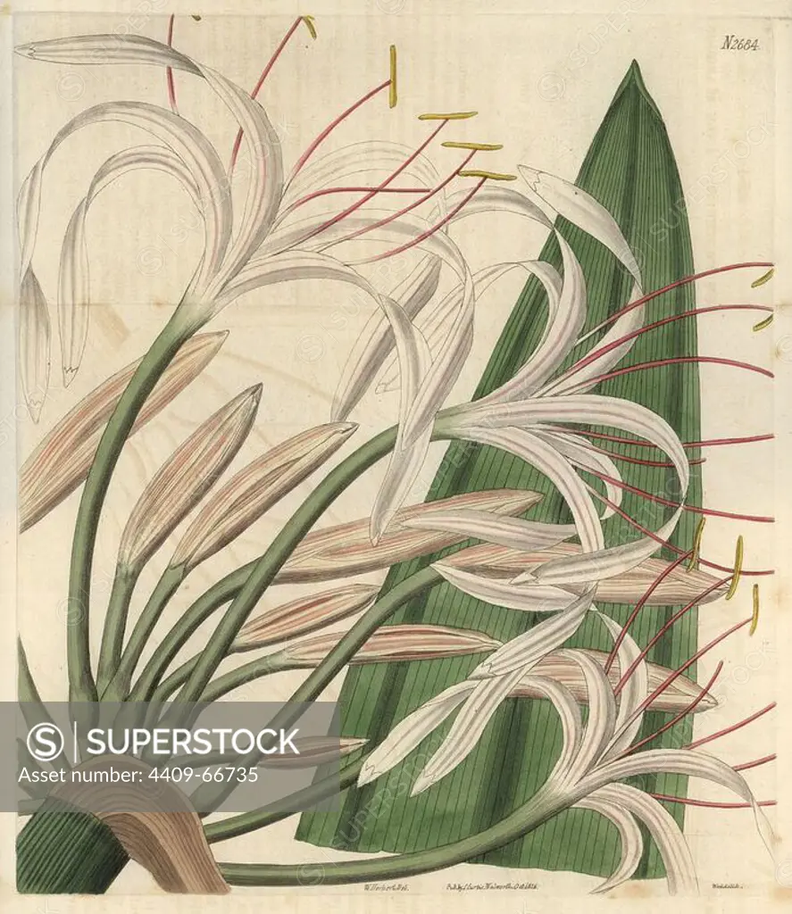 Tall rangoon crinum. Crinum procerum. White crinum lily with fine pink lines from Rangoon, Burma.. Illustration by William Herbert, engraved by Weddell. Handcolored copperplate engraving from Samuel Curtis's "The Curtis Botanical Magazine" 1826. Herbert (1778-1847) was a clergyman, classical scholar, poet and botanist. A keen gardener, he was an expert on bulbous plants and developed many new varieties. Samuel Curtis, cousin and son-in-law to William Curtis, took over the Botanical Magazine in 1826. Samuel re-named it "The Curtis Botanical Magazine" and enlisted the help of William Jackson Hooker, Professor of Botany at Glasgow University. Samuel Curtis' daughters (Miss C and C.M) drew the illustrations for the magazine.