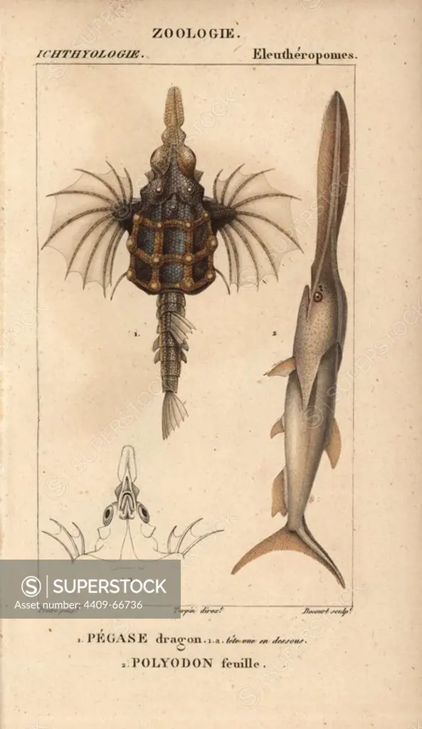 Little dragonfish, Eurypegasus draconis, Pegase dragon, and American paddlefish, Polyodon spathula, Polyodon feuille. Handcoloured copperplate stipple engraving from Jussieu's "Dictionnaire des Sciences Naturelles" 1816-1830. The volumes on fish and reptiles were edited by Hippolyte Cloquet, natural historian and doctor of medicine. Illustration by J.G. Pretre, engraved by Bocourt, directed by Turpin, and published by F. G. Levrault. Jean Gabriel Pretre (1780~1845) was painter of natural history at Empress Josephine's zoo and later became artist to the Museum of Natural History.