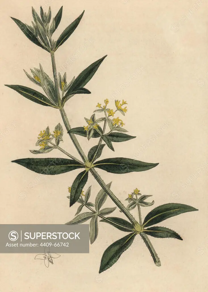 Dyer's madder, Rubia tinctorum. Handcoloured copperplate engraving from a botanical illustration by James Sowerby from William Woodville and Sir William Jackson Hooker's "Medical Botany," John Bohn, London, 1832. The tireless Sowerby (1757-1822) drew over 2, 500 plants for Smith's mammoth "English Botany" (1790-1814) and 440 mushrooms for "Coloured Figures of English Fungi " (1797) among many other works.