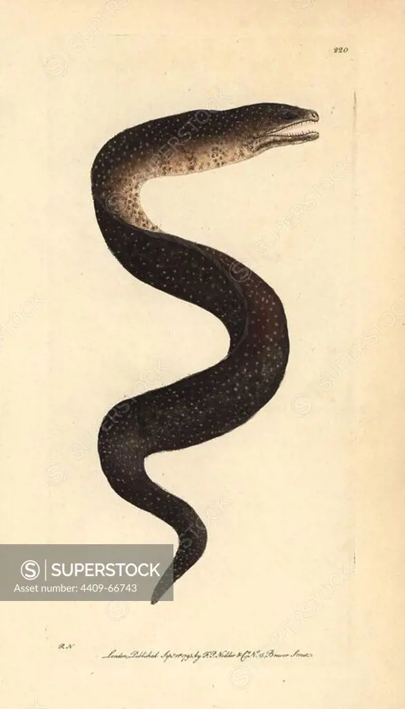 Turkey moray eel, Gymnothorax meleagris. Illustration signed RN (Richard Nodder).. Handcolored copperplate engraving from George Shaw and Frederick Nodder's "The Naturalist's Miscellany" 1795.. Frederick Polydore Nodder (1751~1801) was a gifted natural history artist and engraver. Nodder honed his draftsmanship working on Captain Cook and Joseph Banks' Florilegium and engraving Sydney Parkinson's sketches of Australian plants. He was made "botanic painter to her majesty" Queen Charlotte in 1785. Nodder also drew the botanical studies in Thomas Martyn's Flora Rustica (1792) and 38 Plates (1799). Most of the 1,064 illustrations of animals, birds, insects, crustaceans, fishes, marine life and microscopic creatures for the Naturalist's Miscellany were drawn, engraved and published by Frederick Nodder's family. Frederick himself drew and engraved many of the copperplates until his death. His wife Elizabeth is credited as publisher on the volumes after 1801. Their son Richard Polydore (1774