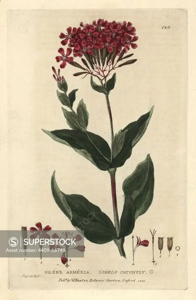 Lobel's catchfly, Silene armeria. Handcoloured copperplate engraving of a drawing by Isaac Russell from William Baxter's "British Phaenogamous Botany" 1835. Scotsman William Baxter (1788-1871) was the curator of the Oxford Botanic Garden from 1813 to 1854.