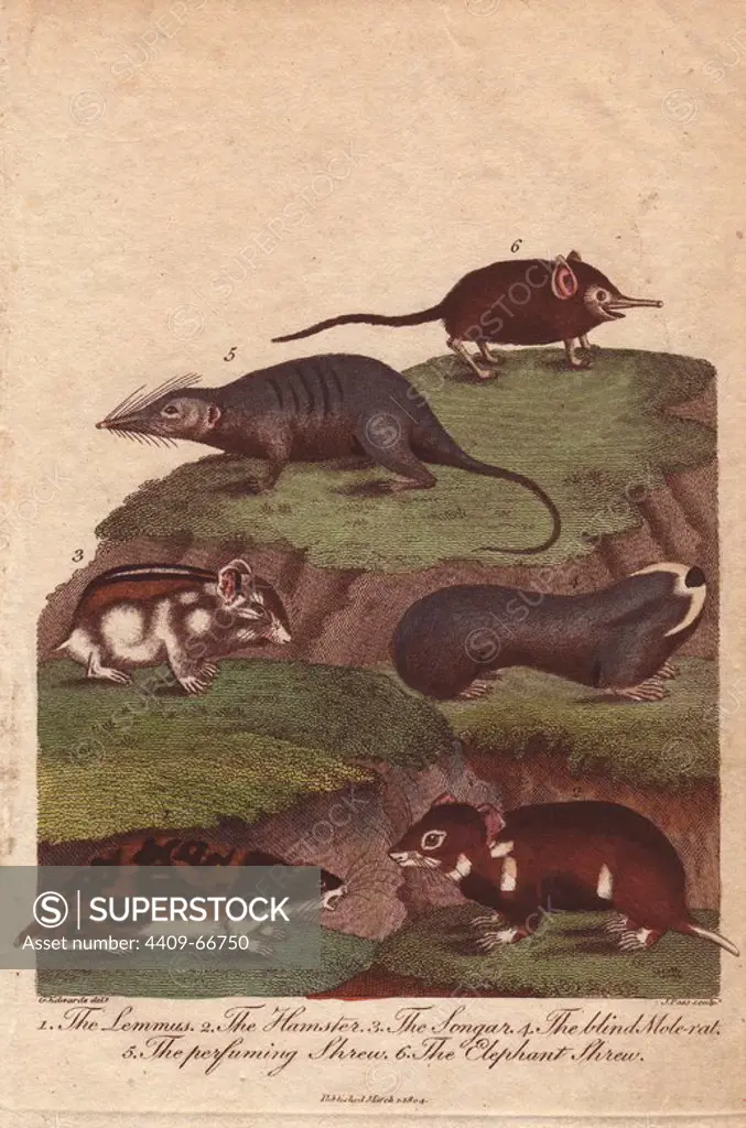Lemming, hamster, songar rat, blind mole-rat, perfuming shrew (muskrat), and elephant shrew. Lemmus lemmus, Cricetus cricetus, Mus songarus, Spalax microphthalmus, Ondatra zibethicus, Macroscelides proboscideus. Hand-colored copperplate engraving from a drawing by George Edwards from Ebenezer Sibly's "Universal System of Natural History" 1794. The prolific Sibly published his Universal System of Natural History in 1794~1796 in five volumes covering the three natural worlds of fauna, flora and geology. The series included illustrations of mythical beasts such as the sukotyro and the mermaid, and depicted sloths sitting on the ground (instead of hanging from trees) and a domesticated female orang utan wearing a bandana. The engravings were by J. Pass, J. Chapman and Barlow copied from original drawings by famous natural history artists George Edwards, Albertus Seba, Maria Sybilla Merian, and Johann Ihle.