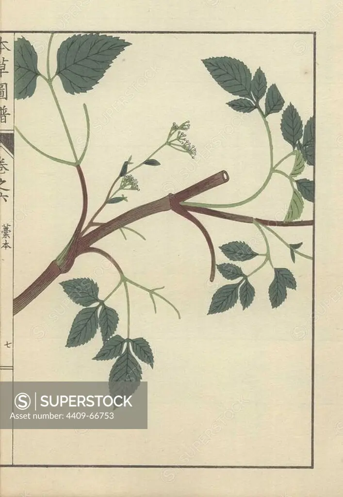 Brown stem with several leafy stalks and a slender stem leading to tiny white florets of the Angelica miqueliana Maxim. plant. Kouhon.. Colour-printed woodblock engraving by Kan'en Iwasaki from "Honzo Zufu," an Illustrated Guide to Medicinal Plants, 1884. Iwasaki (1786-1842) was a Japanese botanist, entomologist and zoologist. He was one of the first Japanese botanists to incorporate western knowledge into his studies.