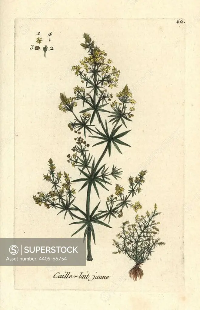 Lady's bedstraw, Galium verum. Handcoloured botanical drawn and engraved by Pierre Bulliard from his own "Flora Parisiensis," 1776, Paris, P.F. Didot. Pierre Bulliard (1752-1793) was a famous French botanist who pioneered the three-colour-plate printing technique. His introduction to the flowers of Paris included 640 plants.