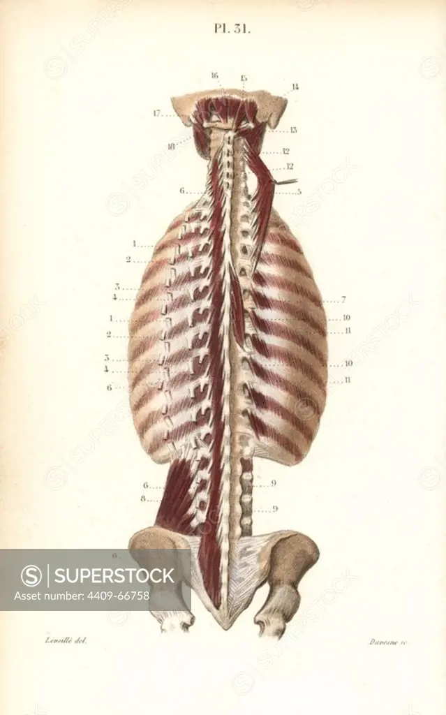 Deepest inner muscles of the back. Handcolored steel engraving by Davesne of a drawing by Leveille from Dr. Joseph Nicolas Masse's "Petit Atlas complet d'Anatomie descriptive du Corps Humain," Paris, 1864, published by Mequignon-Marvis. Masse's "Pocket Anatomy of the Human Body" was first published in 1848 and went through many editions.