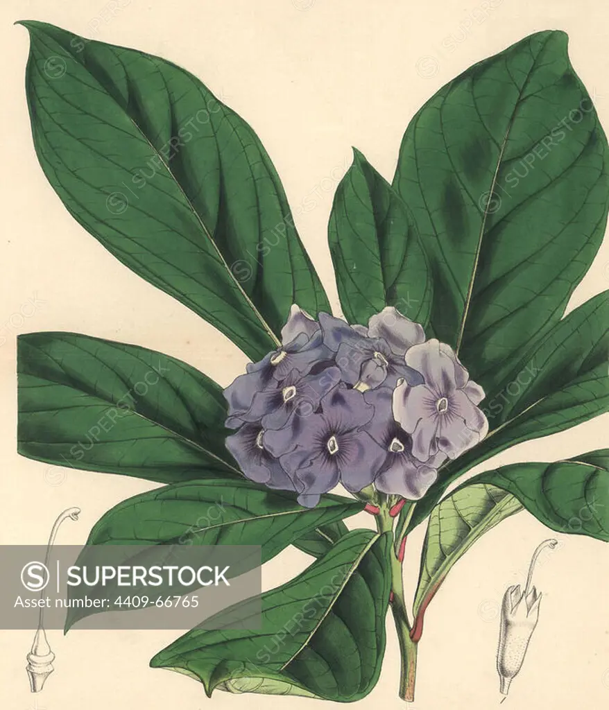 Hydrangea-like fransicscea, Fransiscea hydrangeaeformis. Hand-coloured botanical illustration drawn and lithographed by Walter Hood Fitch for Sir William Jackson Hooker's "Curtis's Botanical Magazine," London, Reeve Brothers, 1846. Fitch (1817~1892) was a tireless Scottish artist who drew over 2,700 lithographs for the "Botanical Magazine" starting from 1834.