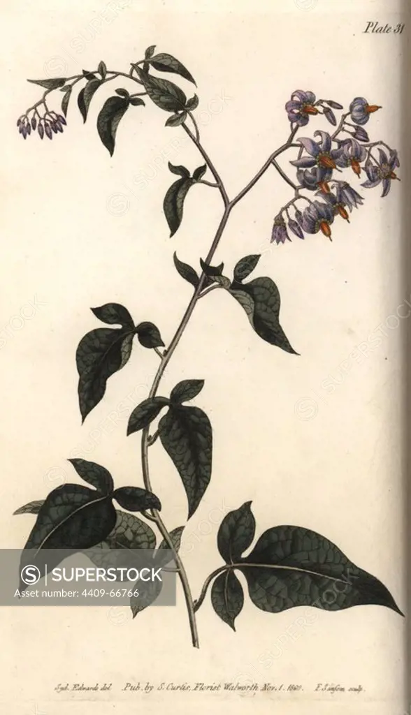Woody or bittersweet nightshade, Solanum dulcamara. Handcoloured copperplate engraving of a botanical illustration by Sydenham Edwards for William Curtis's "Lectures on Botany, as delivered in the Botanic Garden at Lambeth," 1805. Edwards (1768-1819) was the artist of thousands of botanical plates for Curtis' "Botanical Magazine" and his own "Botanical Register.".
