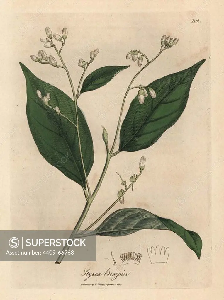 Benjamin tree, Styrax benzoin. Handcoloured copperplate engraving from a botanical illustration by James Sowerby from William Woodville and Sir William Jackson Hooker's "Medical Botany," John Bohn, London, 1832. The tireless Sowerby (1757-1822) drew over 2, 500 plants for Smith's mammoth "English Botany" (1790-1814) and 440 mushrooms for "Coloured Figures of English Fungi " (1797) among many other works.