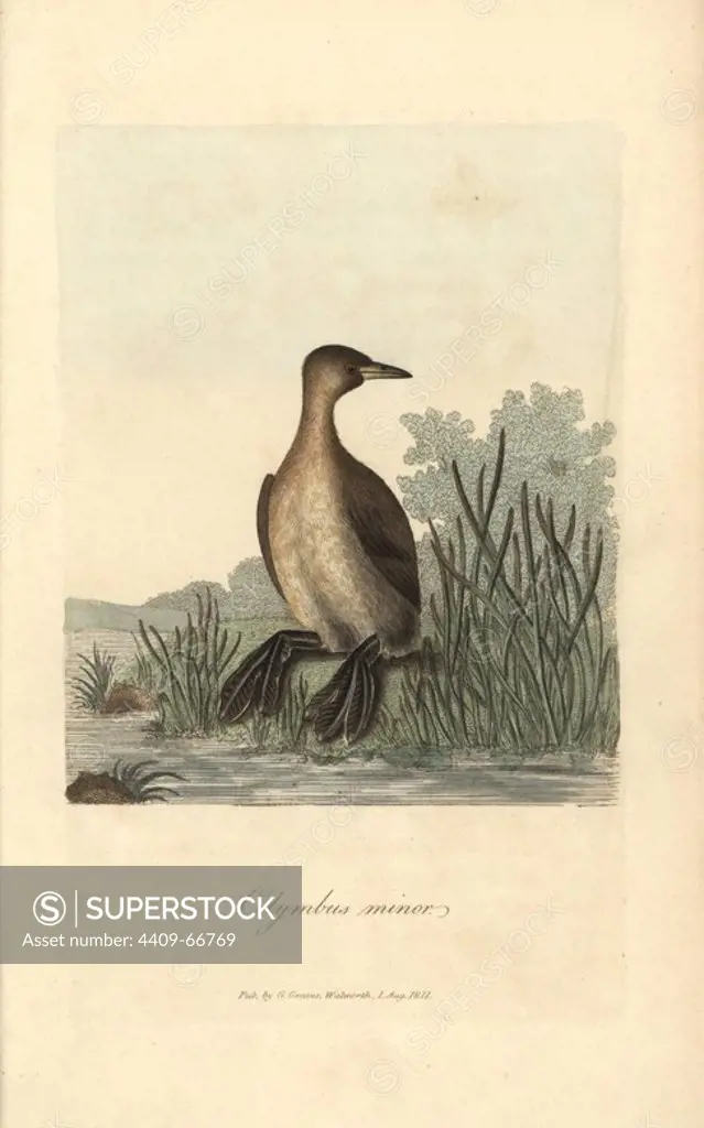 Little grebe, Colymbus minor, Podiceps minor, Tachybaptus ruficollis. Handcoloured copperplate engraving by George Graves from "British Ornithology" 1811. Graves was a bookseller, publisher, artist, engraver and colorist and worked on botanical and ornithological books.