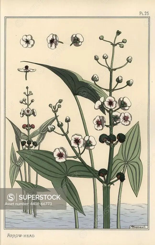 Botanical illustration of the arrowhead, Sagittaria sagittifolia. Lithograph by Verneuil with pochoir (stencil) handcoloring from Eugene Grasset's Plants and their Application to Ornament, Paris, 1897. Grasset (1841-1917) was a Swiss artist whose innovative designs inspired the art nouveau movement at the end of the 19th century.