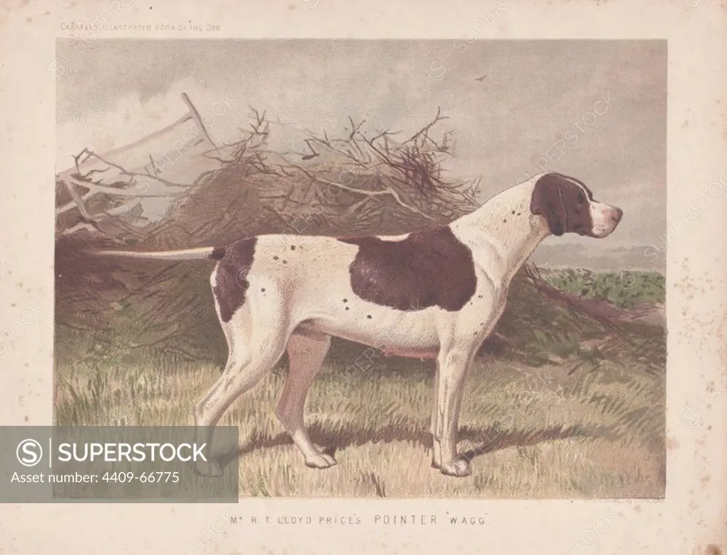 Pointer "Wagg." Fine chromolithograph from Cassell's "Illustrated Book of the Dog" 1881. Author Vero Kemball Shaw (1854-1905) wrote many books about dogs and horses, and encyclopedic guides to kennels, stables and poultry yards.