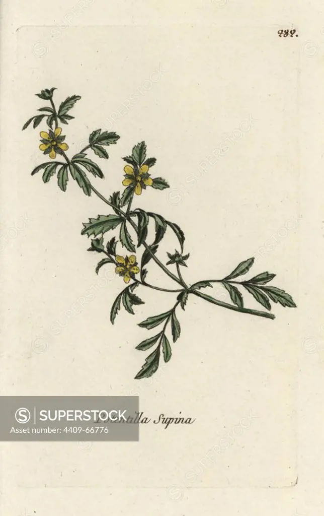 Potentilla supina. Handcoloured botanical drawn and engraved by Pierre Bulliard from his own "Flora Parisiensis," 1776, Paris, P. F. Didot. Pierre Bulliard (1752-1793) was a famous French botanist who pioneered the three-colour-plate printing technique. His introduction to the flowers of Paris included 640 plants.