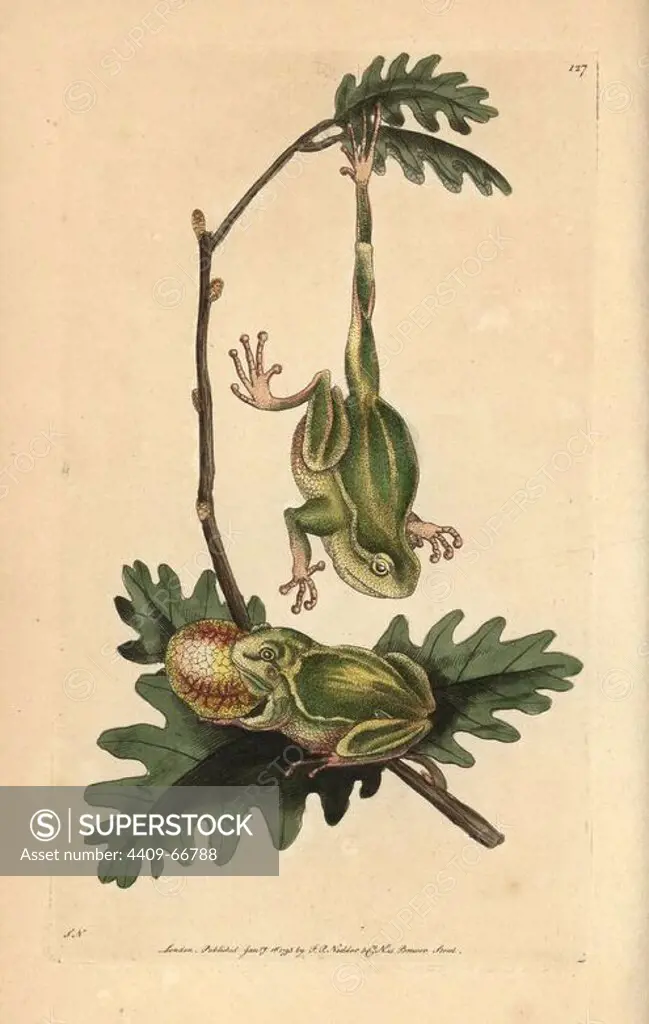 Tree frog, Hyla arborea. CITES species. Illustration signed SN (George Shaw and Frederick Nodder).. Handcolored copperplate engraving from George Shaw and Frederick Nodder's "The Naturalist's Miscellany" 1793.. Frederick Polydore Nodder (1751~1801) was a gifted natural history artist and engraver. Nodder honed his draftsmanship working on Captain Cook and Joseph Banks' Florilegium and engraving Sydney Parkinson's sketches of Australian plants. He was made "botanic painter to her majesty" Queen Charlotte in 1785. Nodder also drew the botanical studies in Thomas Martyn's Flora Rustica (1792) and 38 Plates (1799). Most of the 1,064 illustrations of animals, birds, insects, crustaceans, fishes, marine life and microscopic creatures for the Naturalist's Miscellany were drawn, engraved and published by Frederick Nodder's family. Frederick himself drew and engraved many of the copperplates until his death. His wife Elizabeth is credited as publisher on the volumes after 1801. Their son Richa