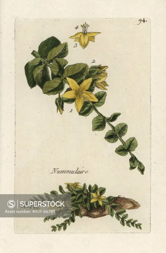 Moneywort, Lysimachia nummularia. Handcoloured botanical drawn and engraved by Pierre Bulliard from his own "Flora Parisiensis," 1776, Paris, P.F. Didot. Pierre Bulliard (1752-1793) was a famous French botanist who pioneered the three-colour-plate printing technique. His introduction to the flowers of Paris included 640 plants.
