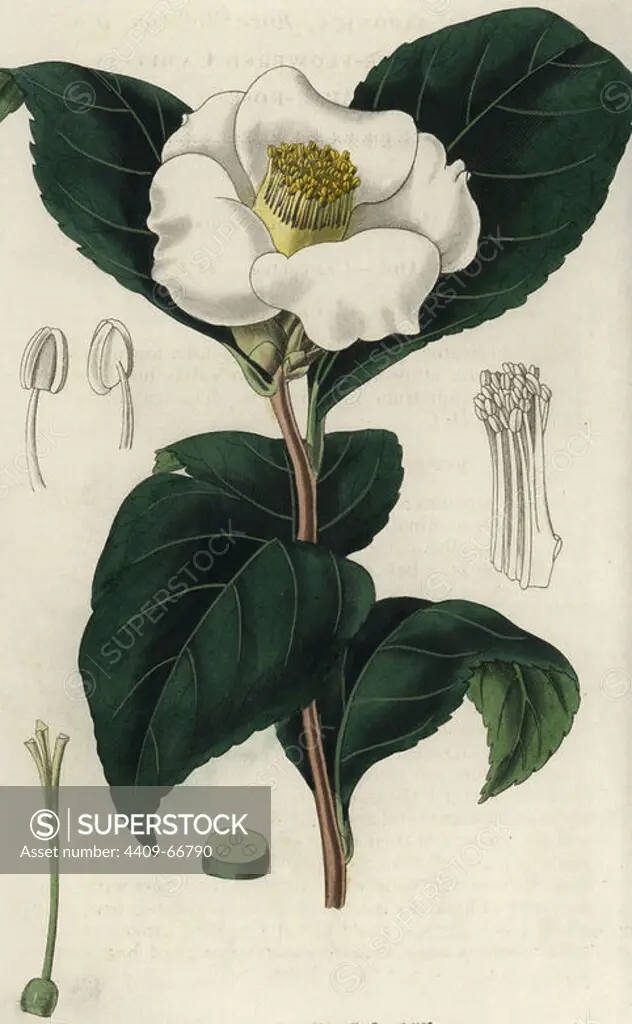 Single white-flowered camellia. Camellia japonica flore simplici albo. Illustration by WJ Hooker, engraved by Swan. Handcolored copperplate engraving from William Curtis's "The Botanical Magazine" 1827.. William Jackson Hooker (1785-1865) was an English botanist, writer and artist. He was Regius Professor of Botany at Glasgow University, and editor of Curtis' "Botanical Magazine" from 1827 to 1865. In 1841, he was appointed director of the Royal Botanic Gardens at Kew, and was succeeded by his son Joseph Dalton. Hooker documented the fern and orchid crazes that shook England in the mid-19th century in books such as "Species Filicum" (1846) and "A Century of Orchidaceous Plants" (1849). A gifted botanical artist himself, he wrote and illustrated "Flora Exotica" (1823) and several volumes of the "Botanical Magazine" after 1827.