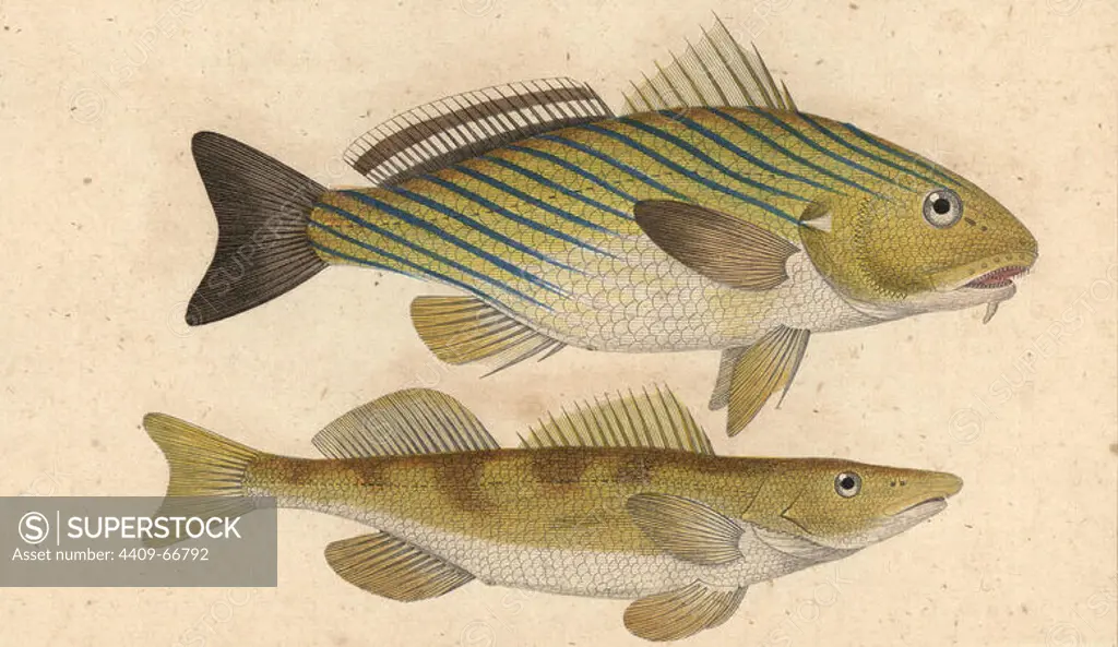 Shi drum, ombrine barbue, Umbrina cirrosa and cingle, zingel, Zingel zingel. Handcoloured copperplate stipple engraving from Jussieu's "Dictionnaire des Sciences Naturelles" 1816-1830. The volumes on fish and reptiles were edited by Hippolyte Cloquet, natural historian and doctor of medicine. Illustration by J.G. Pretre, engraved by Massard, directed by Turpin, and published by F. G. Levrault. Jean Gabriel Pretre (1780~1845) was painter of natural history at Empress Josephine's zoo and later became artist to the Museum of Natural History.