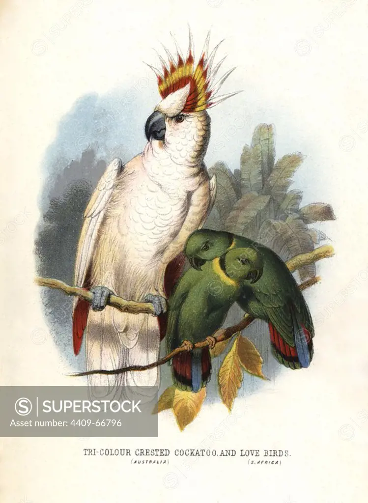 Major Mitchell's cockatoo, Lophochroa leadbeateri, and black-collared lovebird, Agapornis swindernianus. Chromolithograph by unknown artist/engraver from Mary and Elizabeth Kirby's "Beautiful Birds in Far-Off Lands," T. Nelson, London, 1872. Mary Kirby (1817-1893) and Elizabeth Kirby (1823-1873) were two Victorian sisters who wrote many natural history books for children.