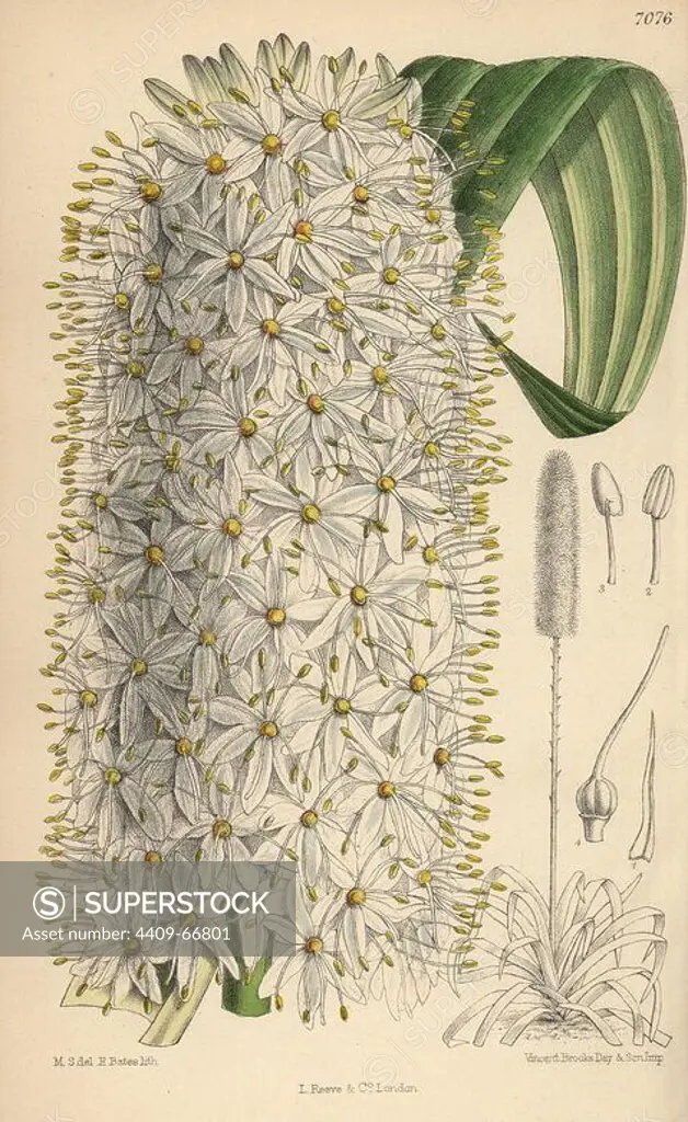 Eremurus himalaicus, white foxtail lily from the Himalayas. Hand-coloured botanical illustration drawn by Matilda Smith and lithographed by E. Bates from Joseph Dalton Hooker's "Curtis's Botanical Magazine," 1889, L. Reeve & Co. A second-cousin and pupil of Sir Joseph Dalton Hooker, Matilda Smith (1854-1926) was the main artist for the Botanical Magazine from 1887 until 1920 and contributed 2,300 illustrations.