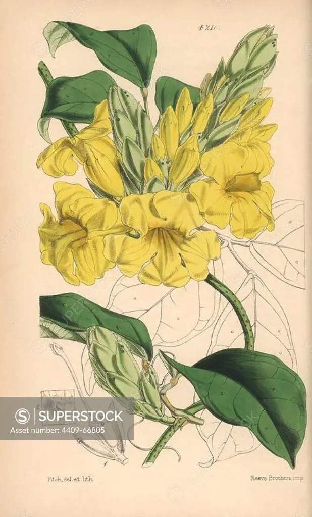Yellow trumpet vine, Adenocalymna comosum. Hand-coloured botanical illustration drawn and lithographed by Walter Hood Fitch for Sir William Jackson Hooker's "Curtis's Botanical Magazine," London, Reeve Brothers, 1846. Fitch (1817~1892) was a tireless Scottish artist who drew over 2,700 lithographs for the "Botanical Magazine" starting from 1834.