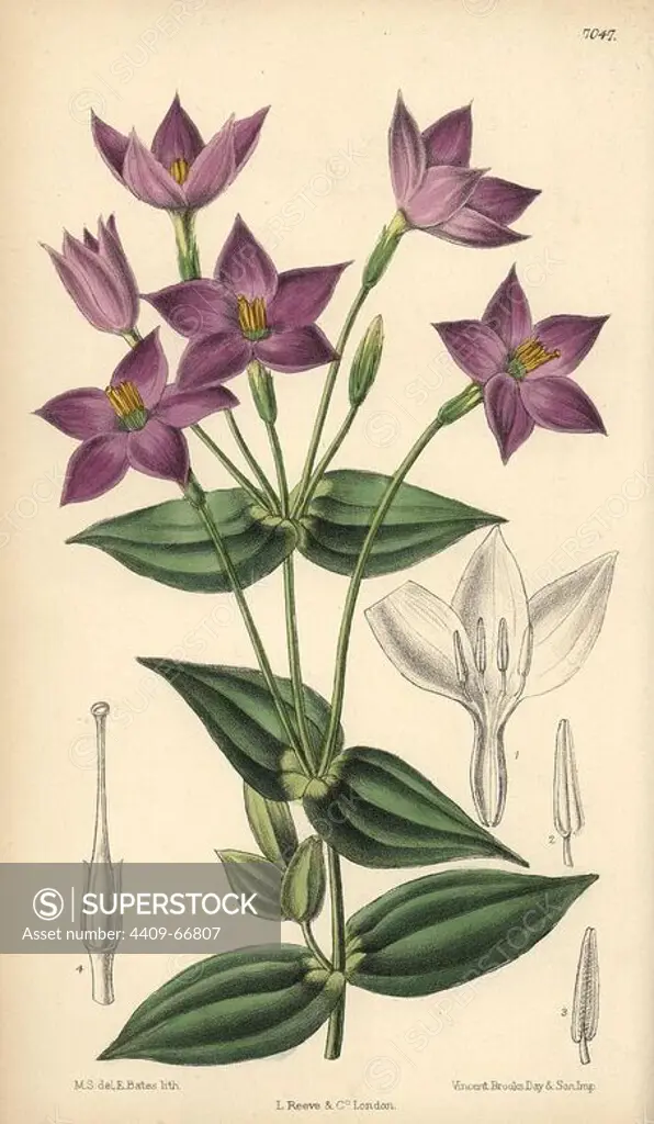 Chironia peduncularis, purple flower native to South Africa. Hand-coloured botanical illustration drawn by Matilda Smith and lithographed by J.N. Fitch from Joseph Dalton Hooker's "Curtis's Botanical Magazine," 1889, L. Reeve & Co. A second-cousin and pupil of Sir Joseph Dalton Hooker, Matilda Smith (1854-1926) was the main artist for the Botanical Magazine from 1887 until 1920 and contributed 2,300 illustrations.