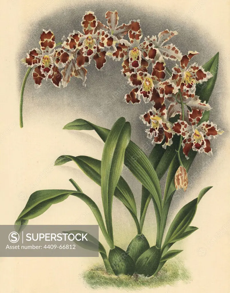 Leopardinum variety of Odontoglossum x Adrianae hybrid orchid. Illustration drawn by C. de Bruyne and chromolithographed by P. de Pannemaeker et fils from Lucien Linden's "Lindenia, Iconographie des Orchidees," Brussels, 1902.