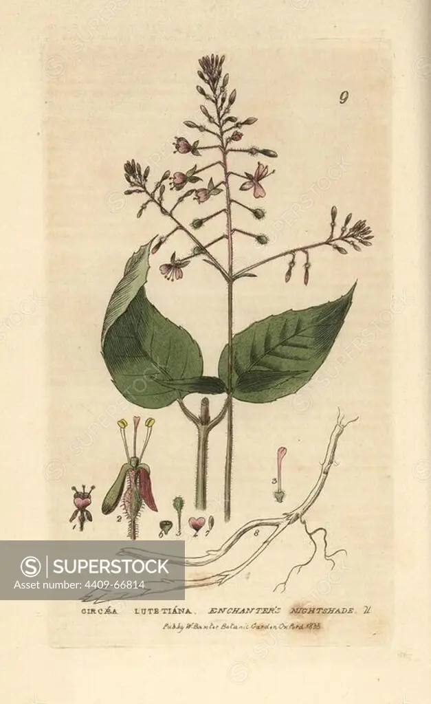 Enchanter's nightshade, Circaea lutetiana. Handcoloured copperplate engraving from a drawing by Isaac Russell from William Baxter's "British Phaenogamous Botany" 1834. Scotsman William Baxter (1788-1871) was the curator of the Oxford Botanic Garden from 1813 to 1854.